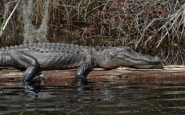 Alligatoronlog - Copy